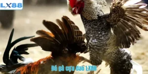 Đá gà cựa dao LX88