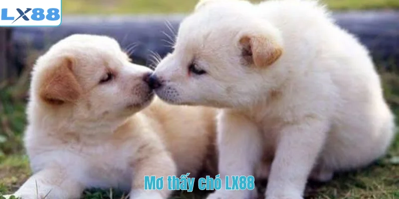 Mơ thấy chó LX88