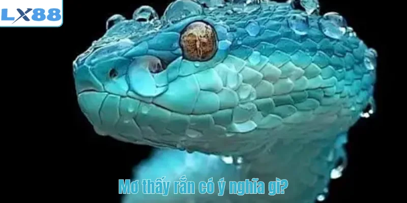 Mơ thấy rắn có ý nghĩa gì?